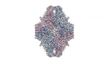 structure of bgal