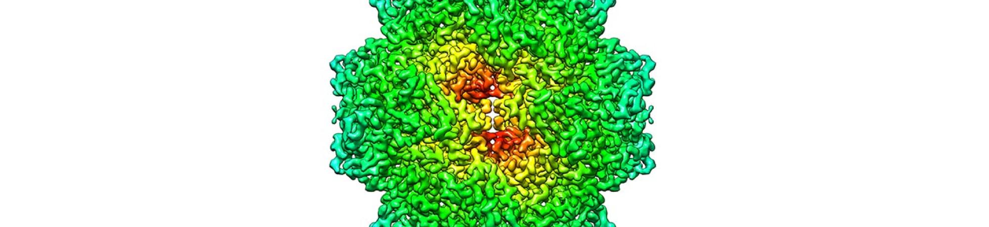 structure of bgal